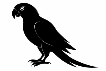 Parrot silhouette on white background, Vector illustration, bird, icon, svg, characters, Holiday t shirt, Hand drawn trendy Vector illustration, illustration of a seagull

