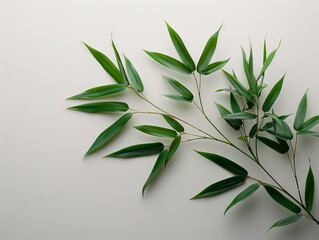 A green bamboo plant on a white background.