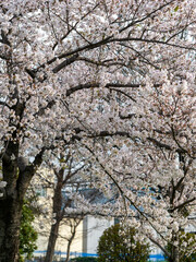 桜が咲く公園の風景