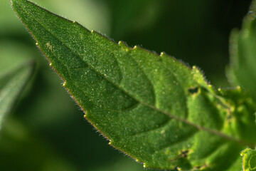Summer wildflowers in full bloom, Austin, Texas native plants cactus blowers