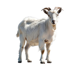 Goat isolated on a transparent background