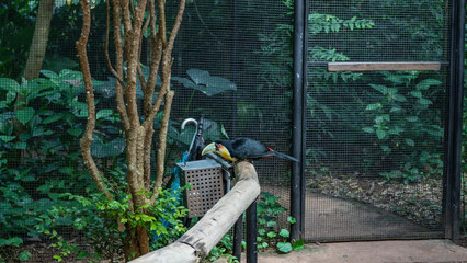 A beautiful Ramphastos dicolorus  green-billed toucan sits on a perch in the aviary of a tropical park. An exotic bird with bright black with yellow and red plumage, huge green beak, blue eyes.Profile