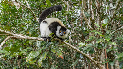 Curious lemur vari Varecia variegata is sitting on a tree, holding onto a branch with his paws, looking carefully. Fluffy black and white fur, bright orange eyes, long tail raised. Madagascar.
