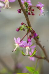 Summer wildflowers in full bloom, Austin, Texas native plants cactus blowers