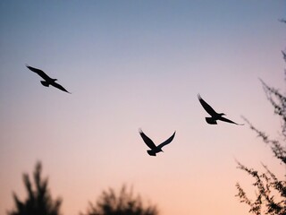 Fototapeta premium birds in the sky