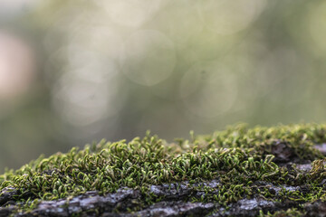 Summer wildflowers in full bloom, Austin, Texas native plants cactus blowers
