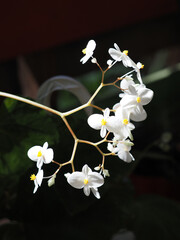 Begonia Maculata plant with white flowers, close-up.
