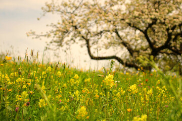 Blühende Obstbäume im Frühling 