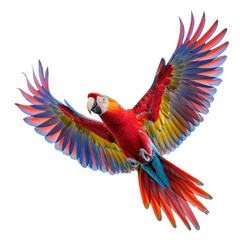 Macaw isolated on a transparent background
