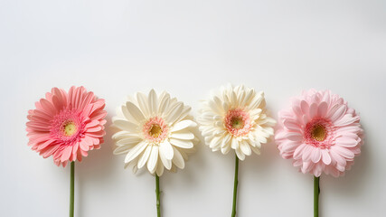Four Gerbera Daisies in Gradation on White Background