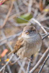 Sparrow sits on a branch without leaves.
