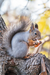 The squirrel with nut sits on tree in the autumn. Eurasian red squirrel, Sciurus vulgaris.