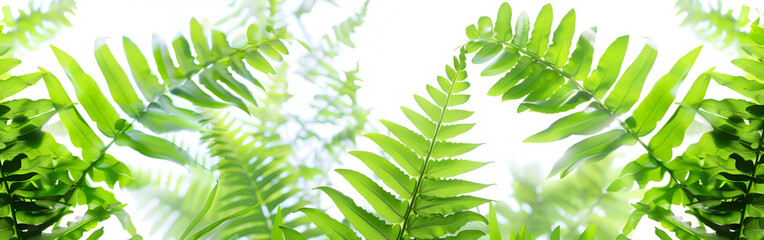 A Beautiful Natural Background Border Adorned with Fresh Juicy Light Green Foliage of Fern, Bathed in Sunlight, Amidst the Bliss of Spring and Summer background