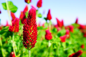 ストロベリーキャンドル