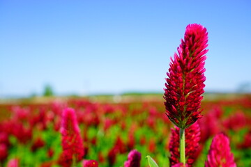 ストロベリーキャンドル