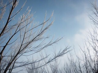 Fototapeta premium branches of a tree