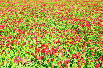 ストロベリーキャンドル