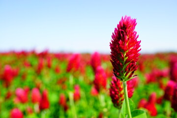 ストロベリーキャンドル