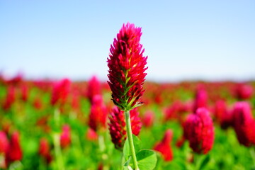 ストロベリーキャンドル