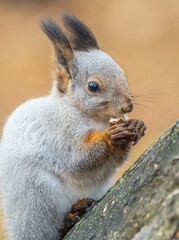 The squirrel with nut sits on tree in the autumn. Eurasian red squirrel, Sciurus vulgaris.