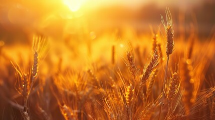 A Sun-Drenched Field of Wheat, Ready for the Gathering, A Promise of Sustenance and Renewal