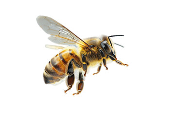 a close view of honey bee flying isolated on a plain background or png for food type poster or graphic use, Generative Ai.