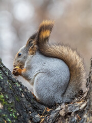 The squirrel with nut sits on tree in the autumn. Eurasian red squirrel, Sciurus vulgaris.
