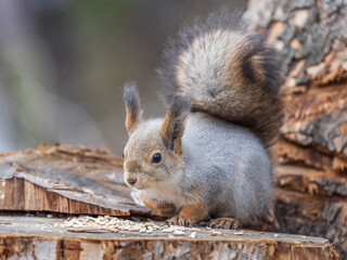A squirrel sits on a stump and eats nuts in autumn.