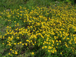 Southern Urals, blooming British yellowhead (Pentanema britannica) in a meadow.