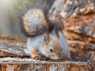 A squirrel sits on a stump and eats nuts in autumn.