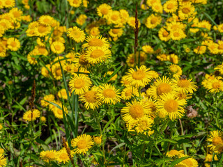 Southern Urals, blooming British yellowhead (Pentanema britannica) in a meadow.