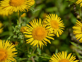 Southern Urals, blooming British yellowhead (Pentanema britannica) in a meadow.