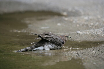 Broad-winged Hawk bathing