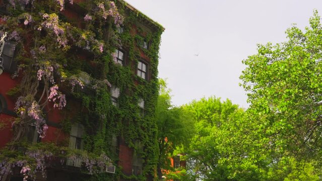 NEW YORK, NEW YORK - USA MAY 3 2024: Wisteria Vines blooms on walls of the Apartment buildings among growing fresh green trees around the Abe Lebewohl Triangle in East Village in New York City.
