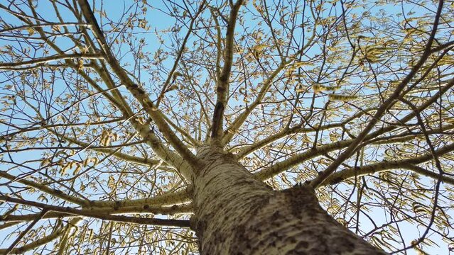 European aspen (Populus tremula), aspen catkins with fluff and seeds. Spring scene.