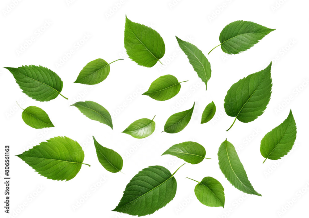 Wall mural Green Floating Leaves Flying Leaves Green Leaf Dancing isolated on transparent background. Flying whirl green leaves in the air, Healthy products by organic natural ingredients concept