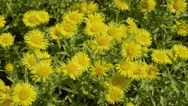 Southern Urals, blooming British yellowhead (Pentanema britannica) in a meadow.