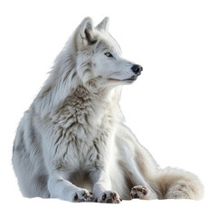 Obraz premium Arctic Wolf isolated on a transparent background