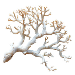 Coral reef isolated on a transparent background