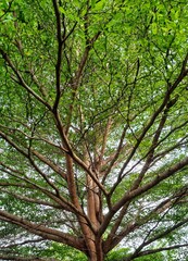 tree in the park