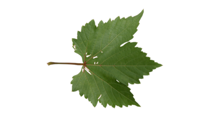 Hollow grape leaves with Isolate Leaves on transparent background. Png file.