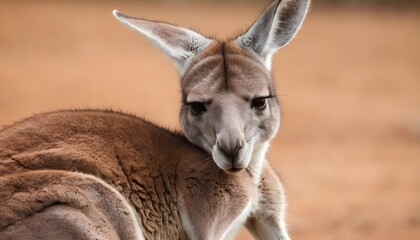 A Kangaroo With Its Joey Nuzzling Against Its Ches
