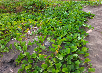Green small leafs in nature. Goat's foot creeper or beach morning glory on the sand beach of sea....