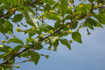 close up Ripe Autumn Olive Berries(Elaeagnus Umbellata) flowers.
