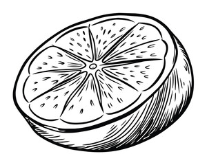 Hand drawn sketch doodle of a lemon or lime
