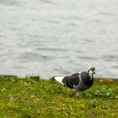 A pigeon in the grass