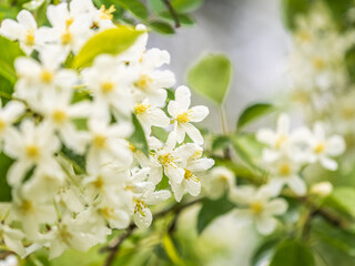 White blossoming apple trees in the sunset light. Spring season, spring colors.