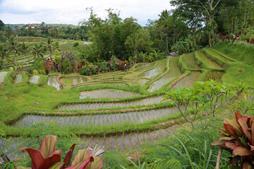 Agriculture in Jatiluwih Rice terraces, Bali, Indonesia