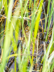 A large green frog sits in the marsh.
