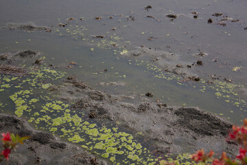 
This is a view of the rice fields before planting rice in spring.